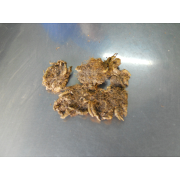 The coptis root benefits